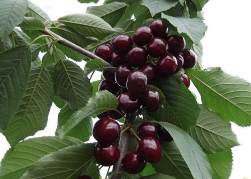 Cherry variety Revna