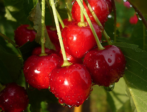 Cherry variety Revna