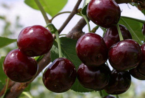 Cherry variety Revna