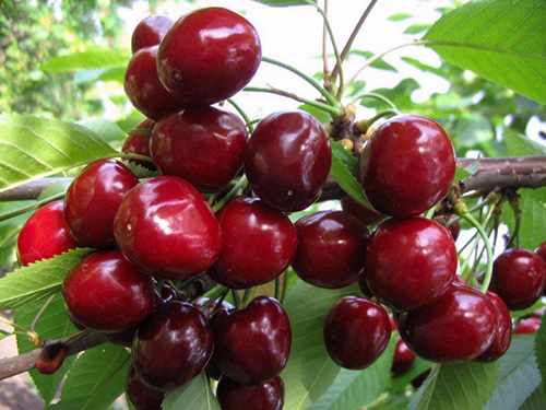 Cherry variety Valery Chkalov