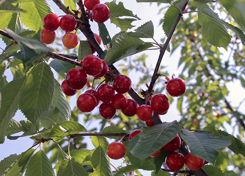 Cherry variety Valery Chkalov