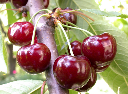 Cherry variety Valery Chkalov