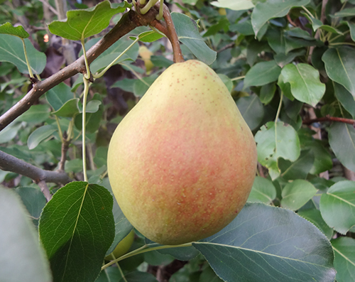 Pear variety Karataevskaya