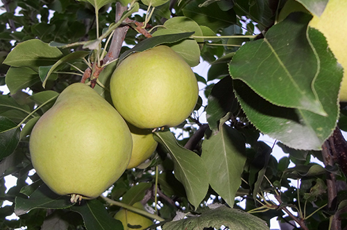 Pear variety Karataevskaya