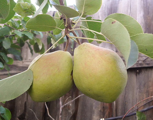 Pear variety Karataevskaya