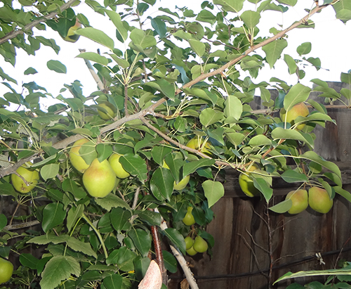 Pear variety Karataevskaya