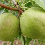 Pear variety Otradnenskaya