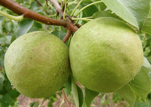 Pear variety Otradnenskaya