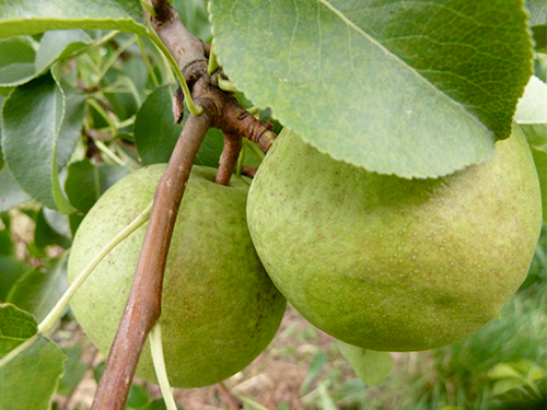 Pear variety Otradnenskaya