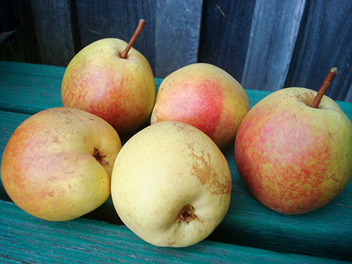 Rogneda pear variety