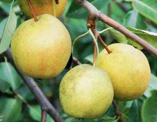 Rogneda pear variety