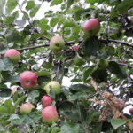 Apple variety Iyulskoe Chernenko