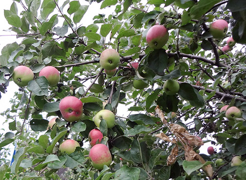 Apple variety Iyulskoe Chernenko