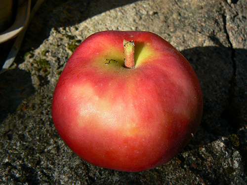 Apple variety Iyulskoe Chernenko