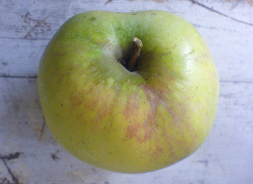 Apple variety Kutuzovets