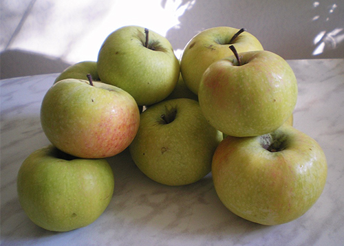 Apple variety Kutuzovets