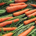 Carrot variety Queen of autumn