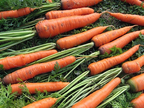 Carrot variety Queen of autumn