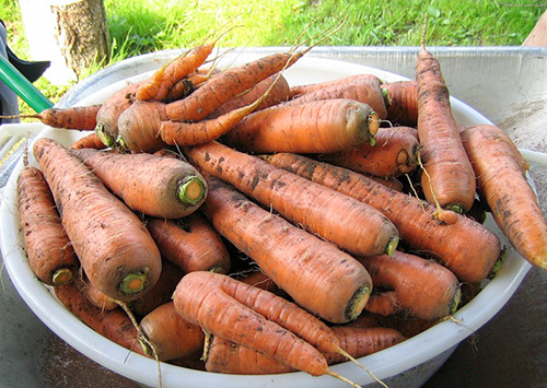 Carrot variety Queen of autumn