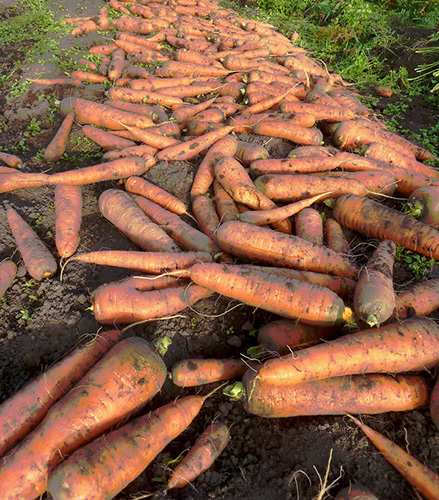 Carrot variety Queen of autumn