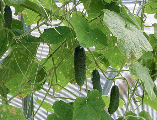 Cucumber variety Amur