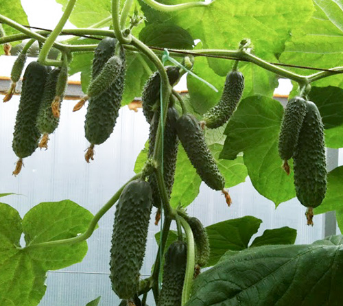 Cucumber variety Cupid