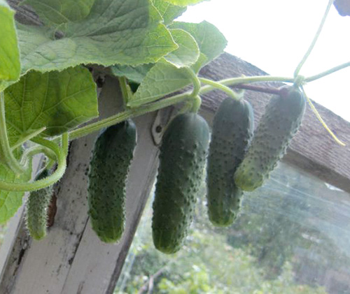 Cucumber variety Artist