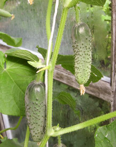 Cucumber variety Artist