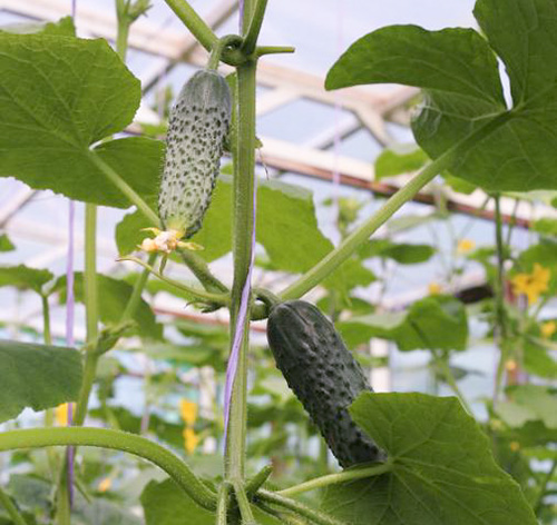 Cucumber variety Artist