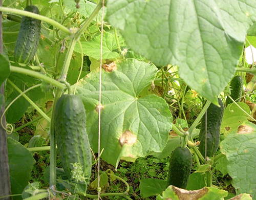 Cucumber variety Marinda