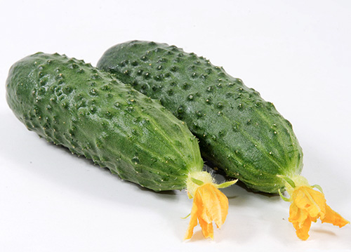 Cucumber variety Marinda