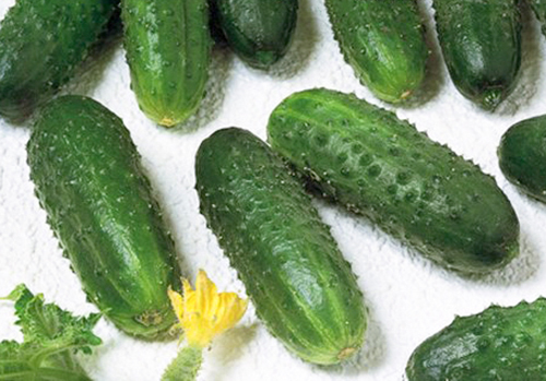 Cucumber variety Marinda