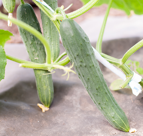 Cucumber variety Zozulya