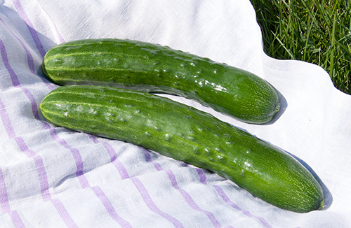 Cucumber variety Zozulya