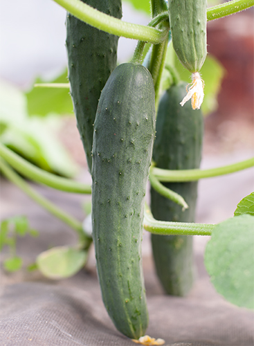 Cucumber variety Zozulya