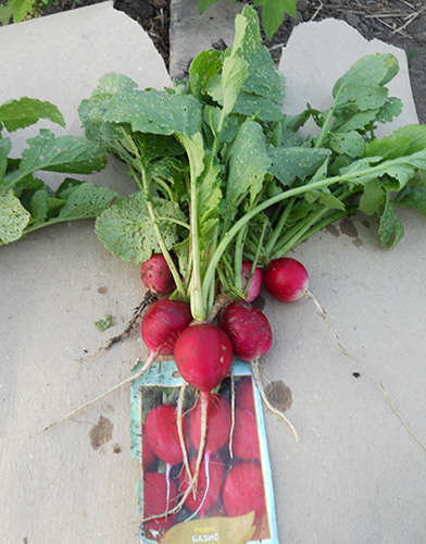 Basis radish variety