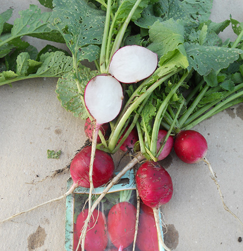 Basis radish variety