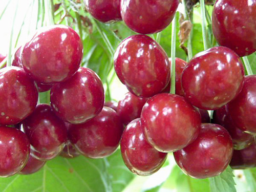 Cherry variety Bovine heart