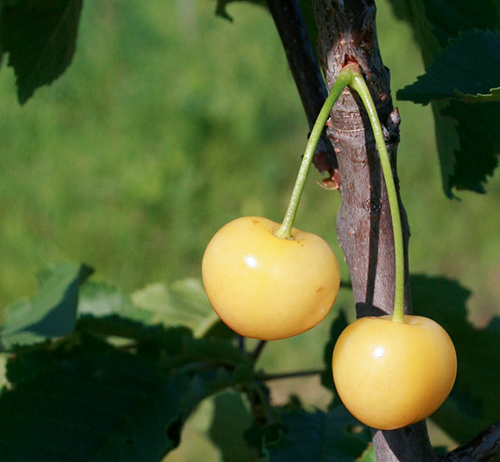 Cherry variety Chermashnaya