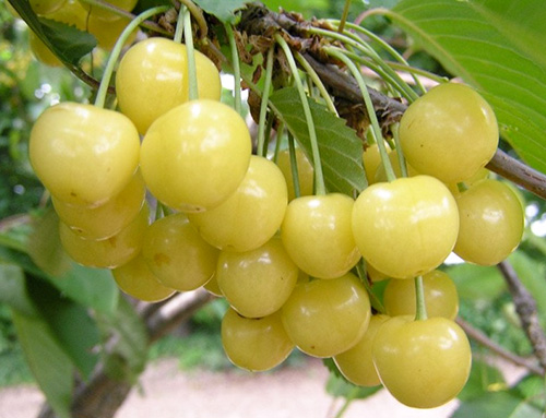 Cherry variety Chermashnaya