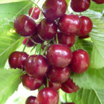 Cherry variety Leningradskaya black