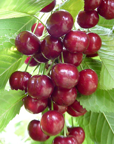 Cherry variety Leningradskaya black