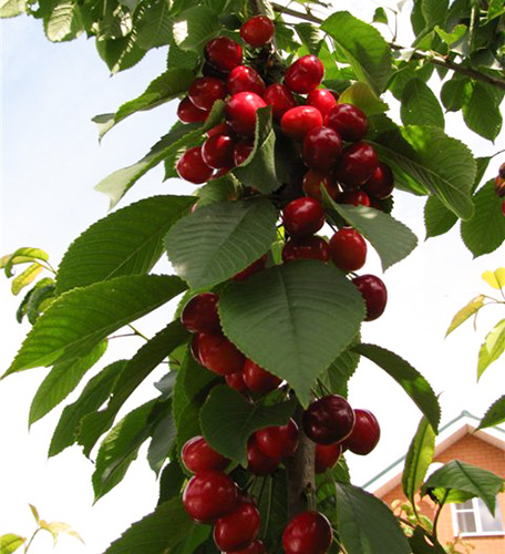 Cherry variety Leningradskaya black