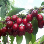 Cherry variety Tyutchevka