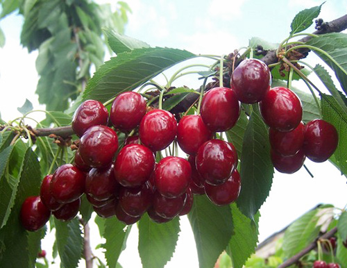 Cherry variety Tyutchevka