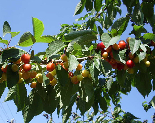 Cherry variety Tyutchevka