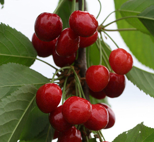 Cherry variety Tyutchevka