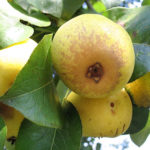 Pear variety Limonka