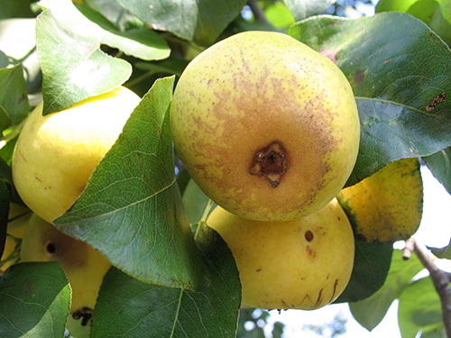 Pear variety Limonka