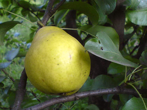 Pear variety Limonka